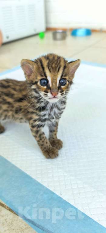 Кошки в Москве: Азиатский леопардовый кот Мальчик, Бесплатно - фото 1