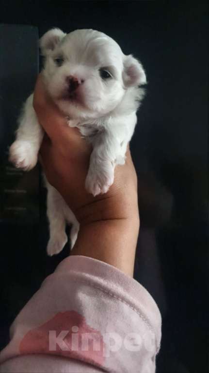Собаки в Новокузнецке: Мальтезе милашка мальчик Мальчик, 37 000 руб. - фото 3