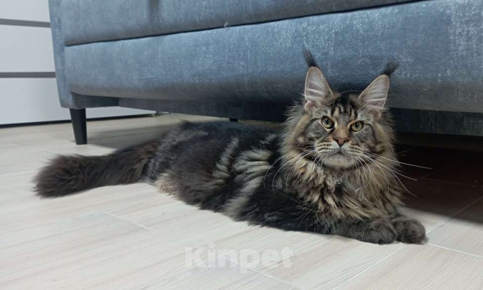 Кошки в Севастополе: Котёнок чёрный мрамор Мальчик, 65 000 руб. - фото 2