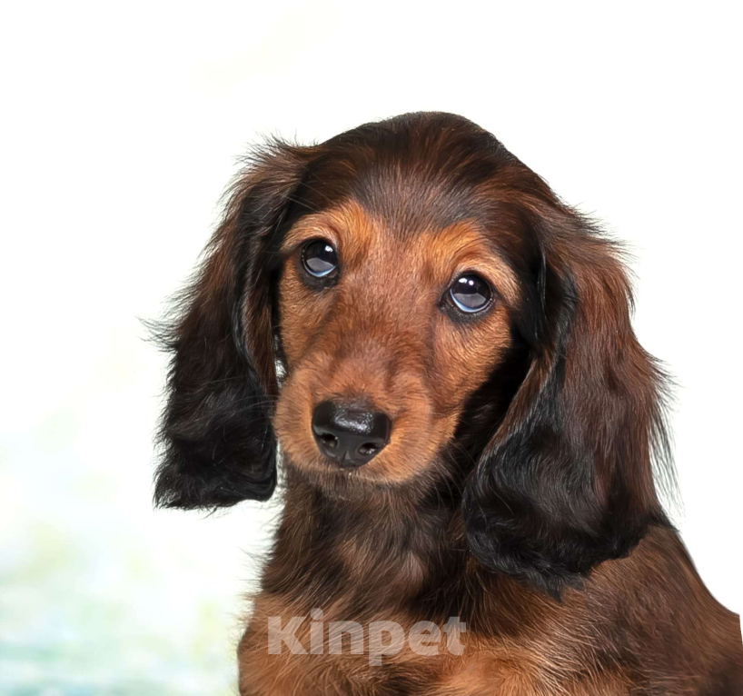 Собаки в Москве: Такса миниатюрная длинношёрстная Мальчик, Бесплатно - фото 4