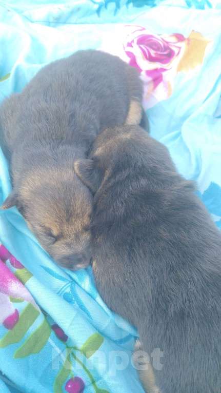 Собаки в Москве: Истеричка Девочка, 1 000 руб. - фото 5