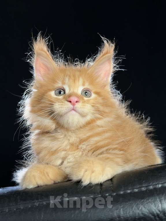 Кошки в Москве: Vendetta Ventura-House.com Девочка, 90 000 руб. - фото 2