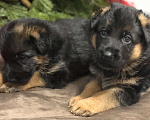 Собаки в Казани: Щенки немецкой овчарки  Мальчик, Бесплатно - фото 1
