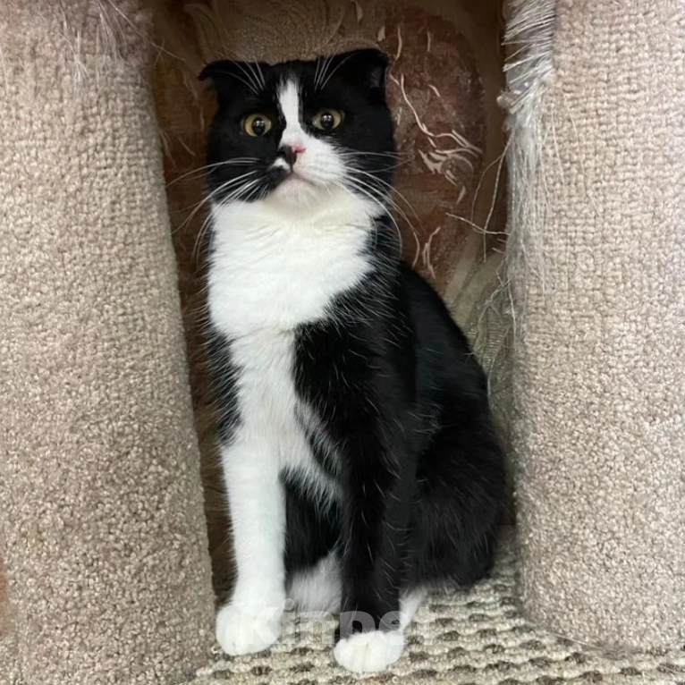 Кошки в Москве: Ласковый котенок Бантик Мальчик, Бесплатно - фото 4