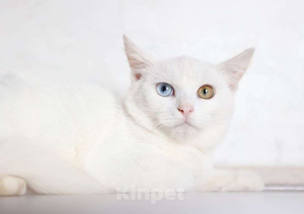 Кошки в других городах Московской области: Белоснежный Аполлон ждет Вас! Мальчик, Бесплатно - фото 3
