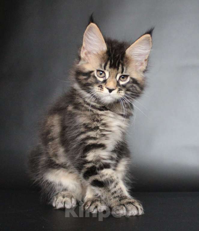 Кошки в Екатеринбурге: Котёнок мейн-кун Сириус Мальчик Мальчик, 50 000 руб. - фото 4