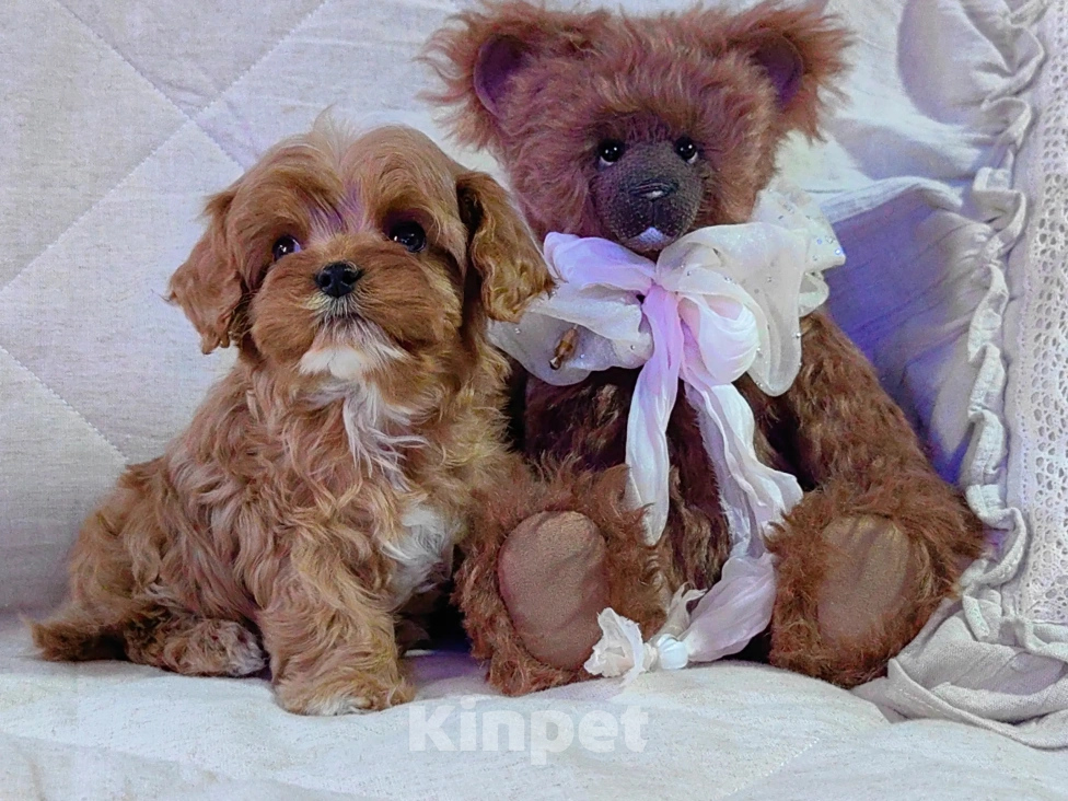 Собаки в Москве: Кавапу, щенок Мальчик, 85 000 руб. - фото 7