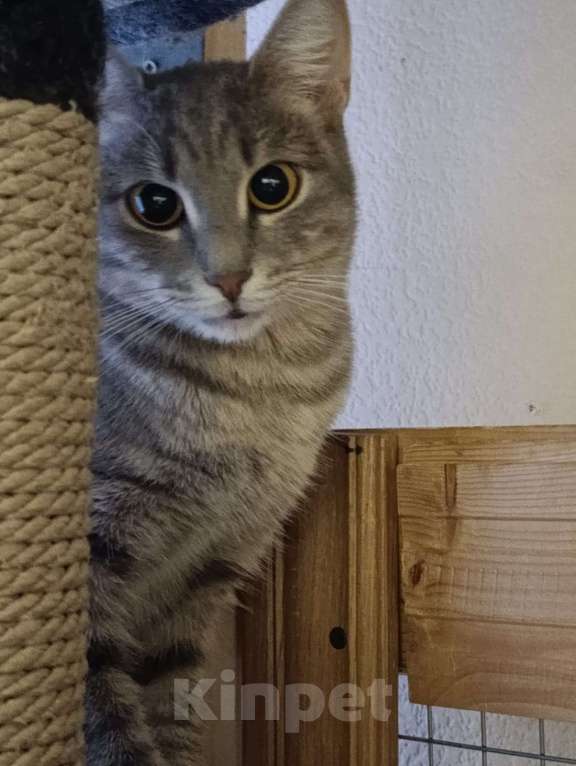 Кошки в Москве: Серо-дымчатая косенькая кошка Кося в дар Девочка, 1 руб. - фото 5