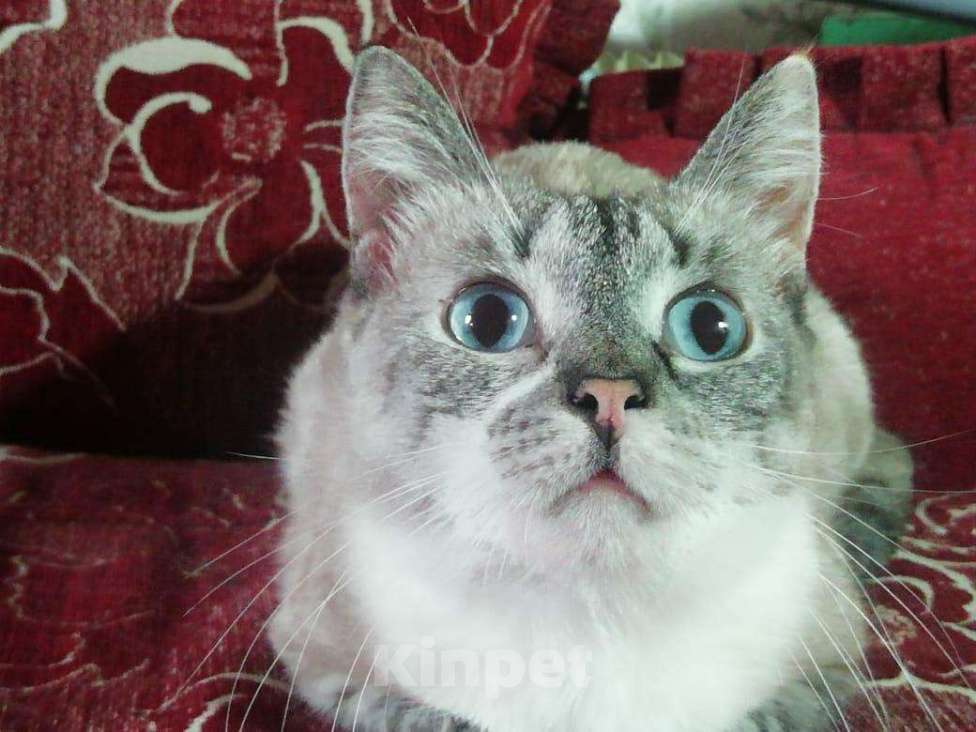 Кошки в Ливны: Кошечка Эльза в дар, 100 руб. - фото 1