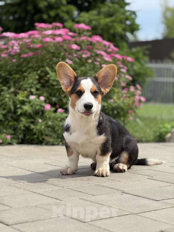 Собаки в Москве: Корги щенок  Мальчик, Бесплатно - фото 4