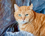 Кошки в Москве: Уникальный кот-тяжеловес рыжий Гарфилд в добрые руки Мальчик, Бесплатно - фото 4