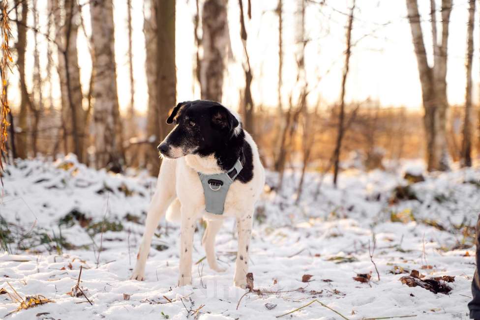 Собаки в Москве: Долли Девочка, Бесплатно - фото 2