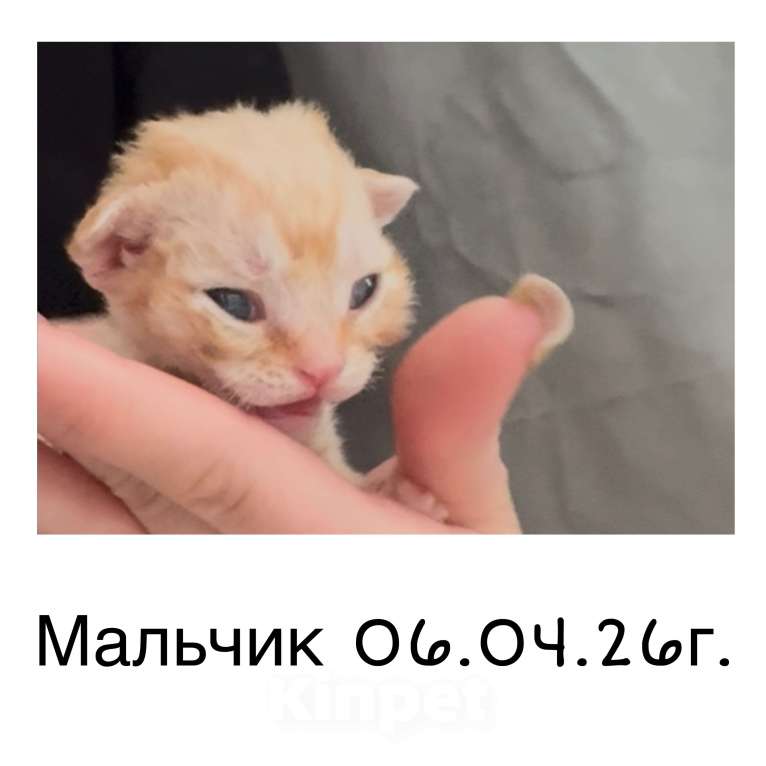 Кошки в Москве: Котята Девон-Рекс Мальчик, 40 000 руб. - фото 1