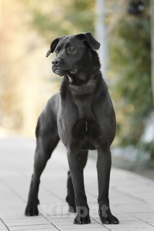 Собаки в Балашихе: Герда девочка 1.3 г Девочка, Бесплатно - фото 2