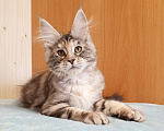 Кошки в Владимире: Мейн-кун кошечка - серебристая черепашка Девочка, 50 000 руб. - фото 3