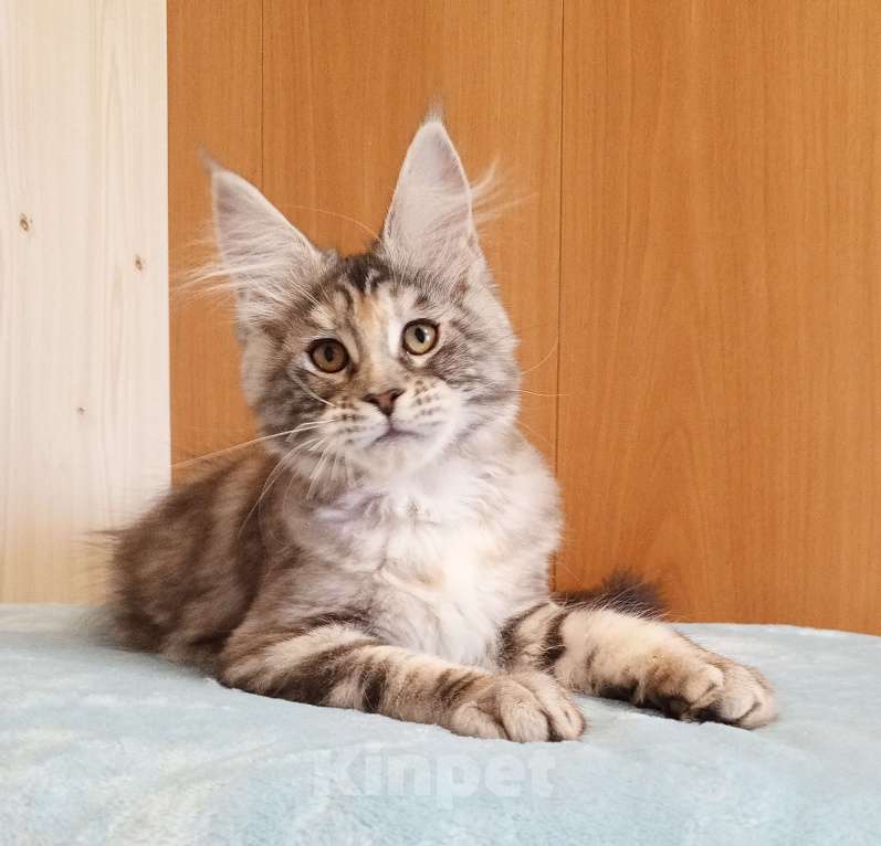 Кошки в Владимире: Мейн-кун кошечка - серебристая черепашка Девочка, 50 000 руб. - фото 3