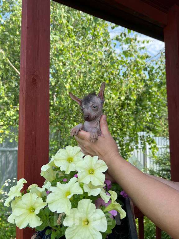 Собаки в Москве: Щенок ксолоитцкуинтли миниатюра, девочки  Девочка, 40 000 руб. - фото 4