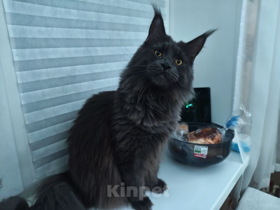Кошки в Липецке: Котята Мейн-кун Девочка, 20 000 руб. - фото 7