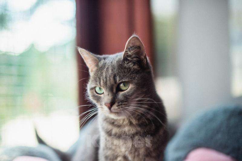 Кошки в Москве: Нежная и ласковая Зоя ищет свою семью. Девочка, Бесплатно - фото 4