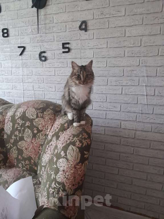 Кошки в Великом Новгороде: Отдам в добрые руки кошечку.  Девочка, Бесплатно - фото 4