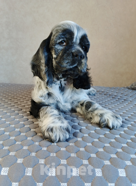 Собаки в Чапаевске: ЩЕНКИ АМЕРИКАНСКОГО КОКЕР-СПАНИЕЛЯ 🐶✨ Разнополые, 50 000 руб. - фото 1