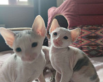 Кошки в Москве: Котенок Корниш Рекс Мальчик, Бесплатно - фото 9