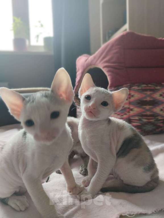 Кошки в Москве: Котенок Корниш Рекс Мальчик, Бесплатно - фото 9