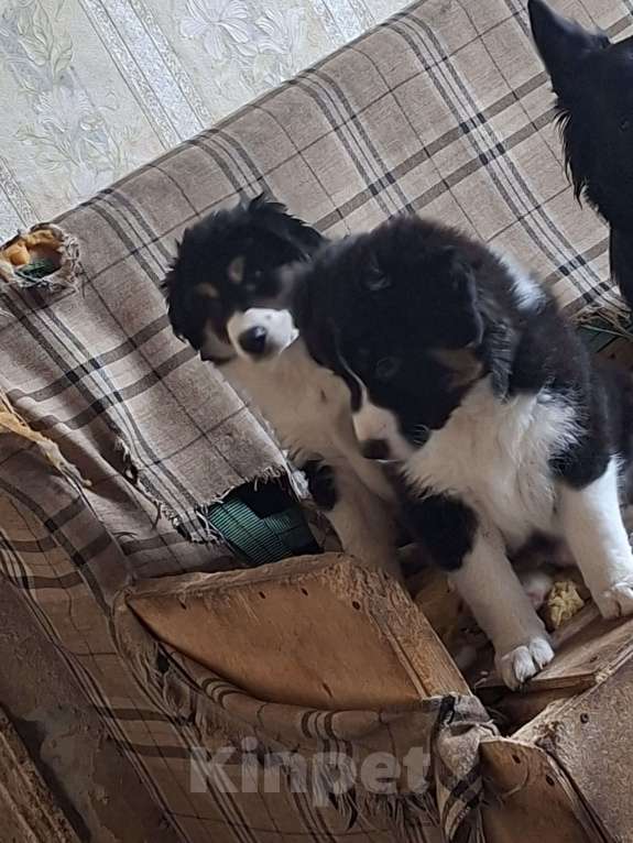 Собаки в Ногинске: Малыш Мальчик, Бесплатно - фото 1