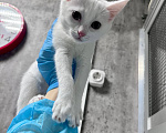 Кошки в Королеве: Шпулька в добрые руки Девочка, Бесплатно - фото 1