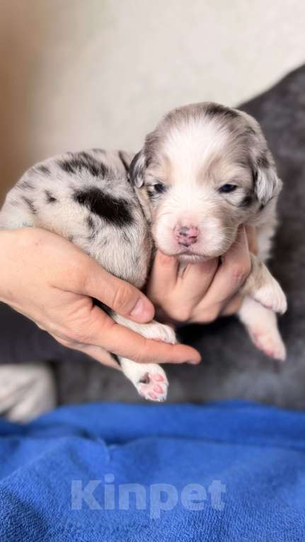 Собаки в Москве: Щенок австралийской овчарки Девочка, Бесплатно - фото 3