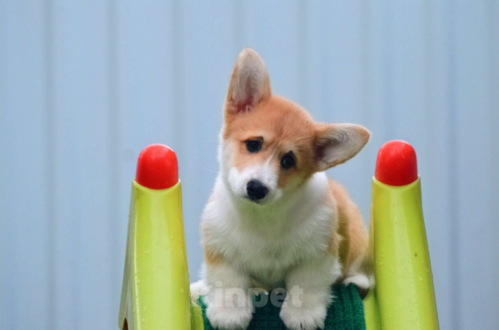 Собаки в Твери: Щенок Вельш Корги Пемброк Девочка, 50 000 руб. - фото 2