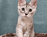 Кошки в Мытищах: Котёнок Мейн-кун Девочка, 40 000 руб. - фото 6