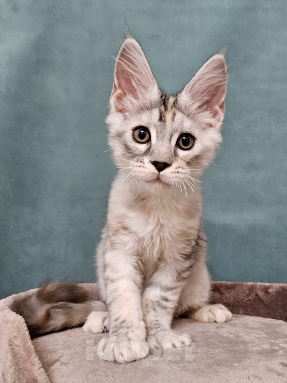 Кошки в Мытищах: Котёнок Мейн-кун Девочка, 40 000 руб. - фото 6