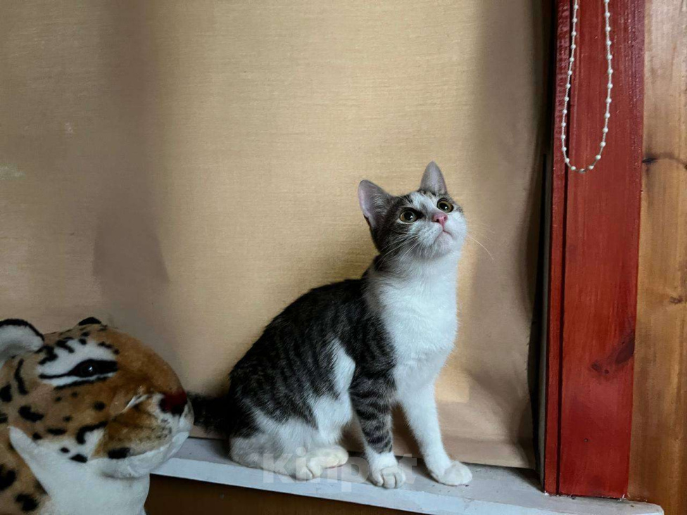 Кошки в Москве: Веселая Нюша ищет дом Девочка, Бесплатно - фото 2