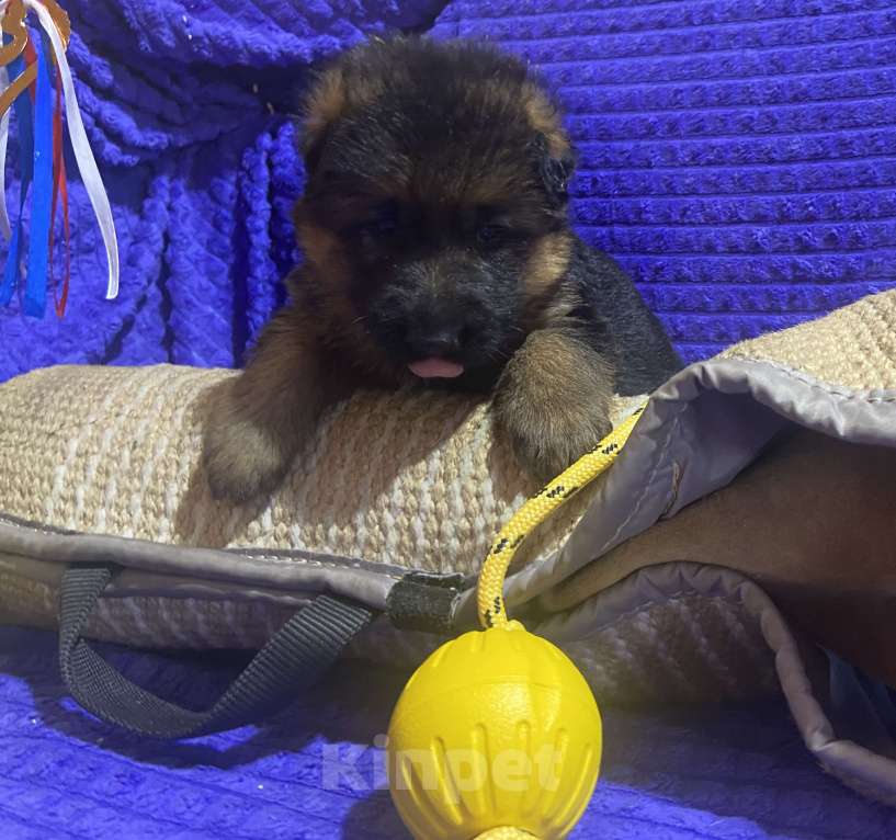 Собаки в Петрозаводске: Щенки немецкой овчарки от титулованных производителей. Разнополые, 80 000 руб. - фото 9