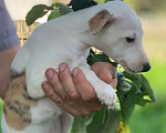 Собаки в Ярославле: щенки Уиппета Мальчик, 50 000 руб. - фото 1