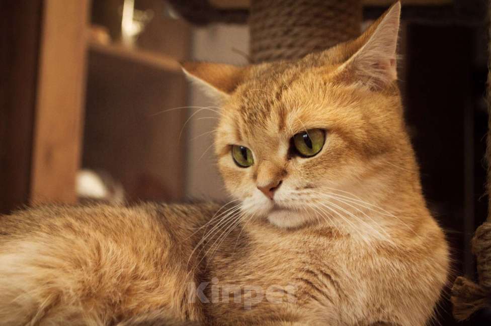 Кошки в Липецке: Шотландец 1 Мальчик, 18 000 руб. - фото 9