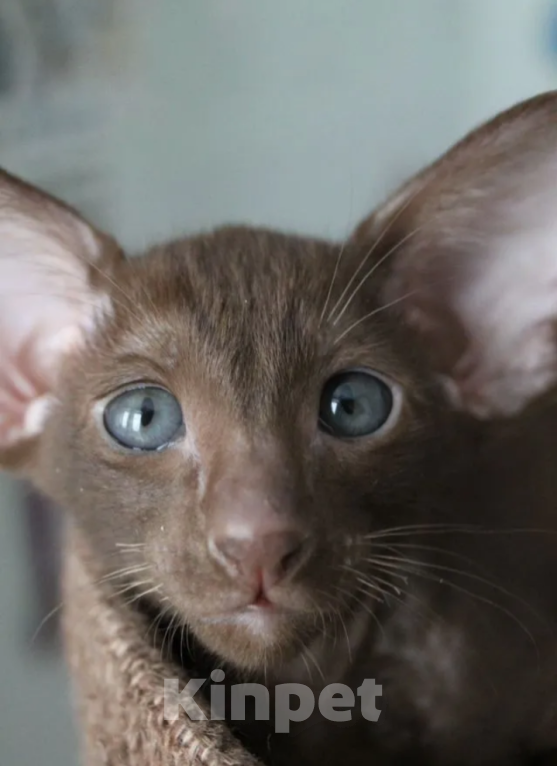 Кошки в Москве: Шикарные ориентальные котята Мальчик, 45 000 руб. - фото 1