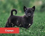 Собаки в Сергиеве Посаде: Щенки в добрые руки Разнополые, Бесплатно - фото 2
