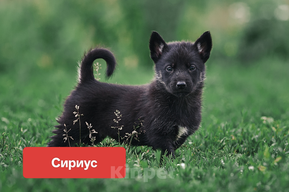 Собаки в Сергиеве Посаде: Щенки в добрые руки Разнополые, Бесплатно - фото 2
