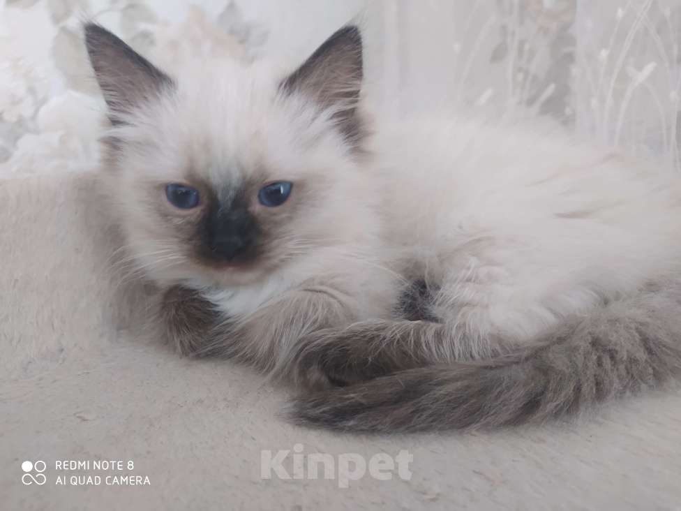 Кошки в Барнауле: Продажа котят породы Регдолл Мальчик, 50 000 руб. - фото 3