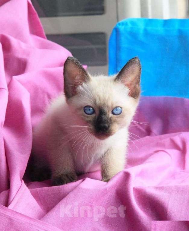 Кошки в Мурманске: манчкин Софи Девочка, Бесплатно - фото 7