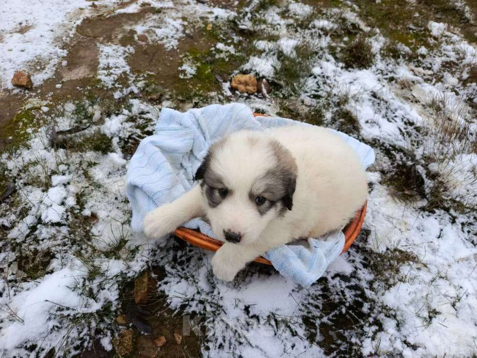 Собаки в Малоярославце: щенки пиренейской горной собаки_мальчик 3 Мальчик, 40 000 руб. - фото 5
