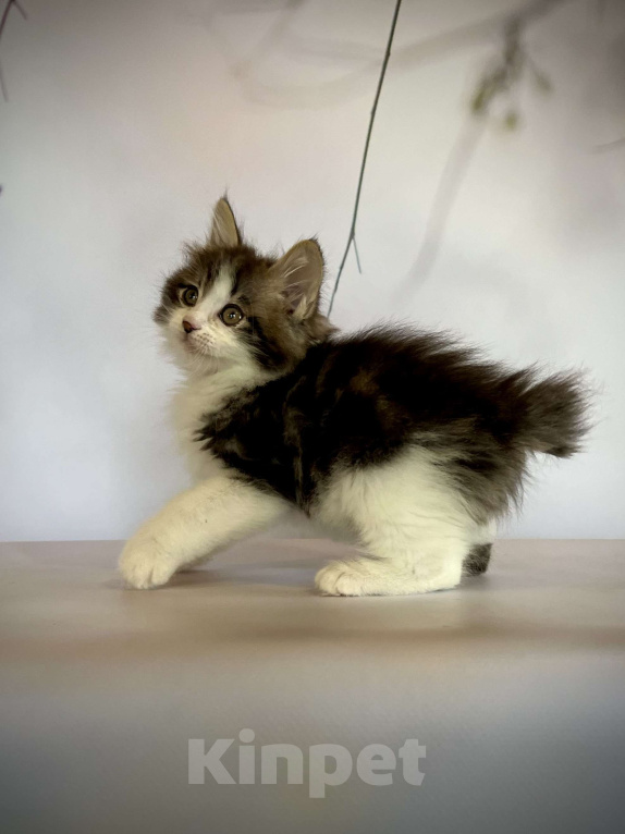 Кошки в других городах Московской области: Rock-n-Roll of Rufus Vallis Мальчик, 45 000 руб. - фото 4