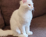 Кошки в Уфе: Белая кошечка мейн-кун Девочка, 25 000 руб. - фото 5