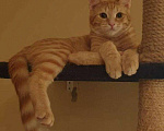 Кошки в Рязани: Котята, Бесплатно - фото 1