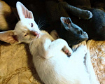 Кошки в Бологом: Ориентальные котята, 25 000 руб. - фото 2