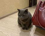 Кошки в Подольске: Отдам Мальчик, 100 руб. - фото 1