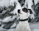 Собаки в Москве: Особенный далматин Рокси в дар Девочка, Бесплатно - фото 2