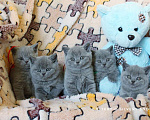Кошки в Москве: Чистокровные голубые британцы Девочка, 60 000 руб. - фото 1